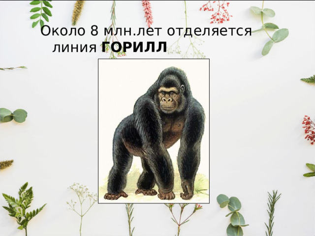 Для дриопитеков характерно Длина – около 60 см., Длинные передние конечности, Обитали на деревьях, Питались ягодами и фруктами, некоторое уменьшение размеров клыков, промежутка между ними и резцами, Некоторые из них были бипедальными , Вели стадный образ жизни, Не изготавливали орудий труда . 