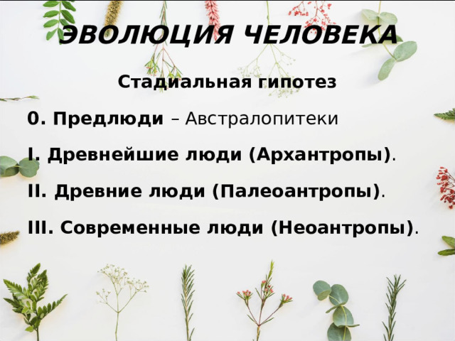 Линия шимпанзе отделилась около 6,5 млн.лет назад. Согласно данным анализа ДНК, к роду Homo могут быть отнесены и шимпанзе, особенно карликового шимпанзе бонобо . 