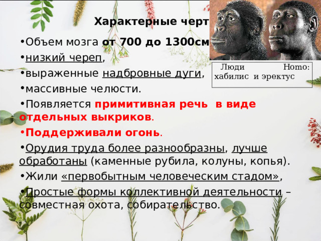 Зинджантроп - высокоразвитый австралопитек (А.бойсеи), обнаруженный в Восточной Африке в Олдовайском ущелье Мэри Лики в 1959г. Считается вымершей сестринской линией к роду Homo .  Характерные черты Зинджантропа :  массивный череп с мощной лицевой частью, крупные зубы, но клыки не выступают над остальными зубами . Объем мозга 530 см 3 . рост 1,2 – 1,6 м, вес – 40-90кг. был полностью прямоходящим (бипедальные). 