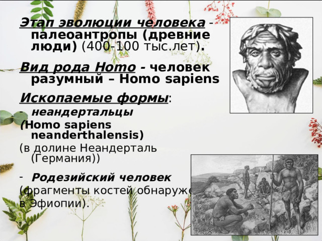 Этап эволюции человека - ранние архантропы Вид рода Homo – человек умелый – Homo habilis (3-1 млн. лет). Ископаемые формы : Презинджантроп и череп 1447. и череп 1447.  Основатели  Олдовайской галечной культурой  Олдувай Особо резких анатомических различий с австралопитеками не обнаружено . 