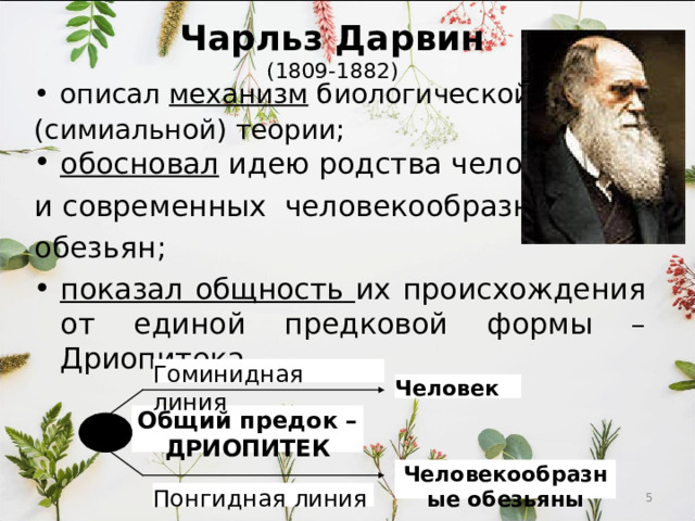 Чарльз Дарвин (1809-1882) описал механизм биологической (симиальной) теории; обосновал идею родства человека и современных человекообразных обезьян; показал общность их происхождения от единой предковой формы – Дриопитека. Гоминидная линия Человек Общий предок – ДРИОПИТЕК Человекообразные обезьяны  Понгидная линия 