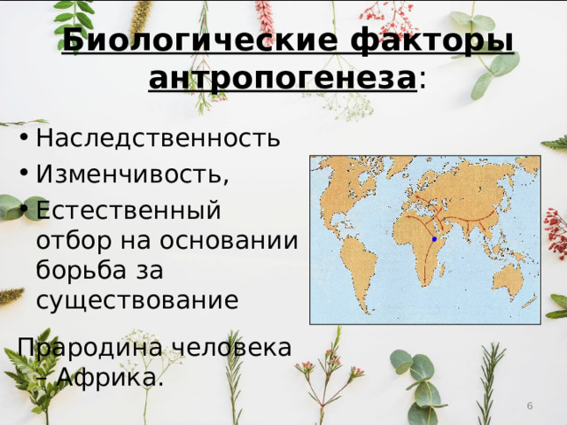 Биологические факторы  антропогенеза : Наследственность Изменчивость, Естественный отбор на основании борьба за существование Прародина человека – Африка.  