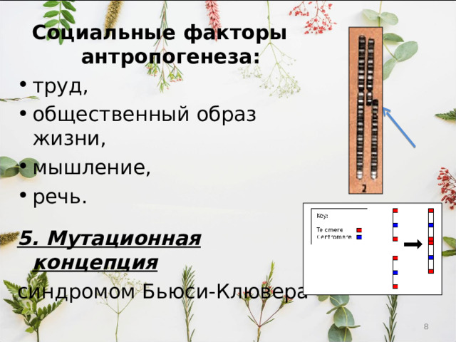 Социальные факторы антропогенеза: труд, общественный образ жизни, мышление, речь.  5. Мутационная концепция синдромом Бьюси-Клювера  