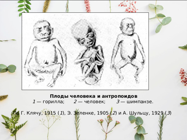 Плоды человека и антропоидов  1 — горилла; 2 — человек; 3 — шимпанзе. По Г. Клячу, 1915 ( 1 ), Э. Зеленке, 1905 ( 2 ) и А. Шульцу, 1929 ( 3 ) 