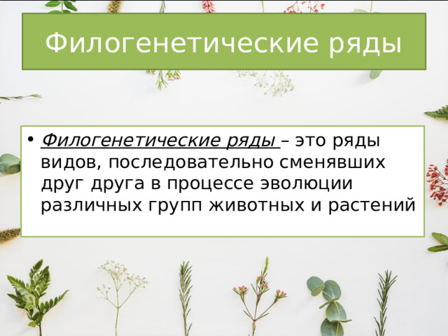 Филогенетические ряды Филогенетические ряды – это ряды видов, последовательно сменявших друг друга в процессе эволюции различных групп животных и растений 