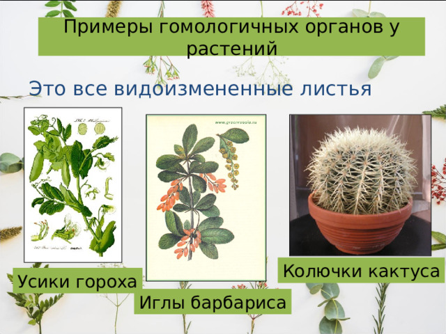 Примеры гомологичных органов у растений Это все видоизмененные листья Колючки кактуса Усики гороха Иглы барбариса 