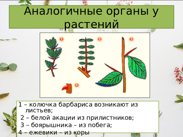 Аналогичные органы у растений 1 – колючка барбариса возникают из листьев;  2 – белой акации из прилистников;  3 – боярышника – из побега; 4 – ежевики – из коры 