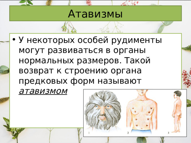 Атавизмы У некоторых особей рудименты могут развиваться в органы нормальных размеров. Такой возврат к строению органа предковых форм называют атавизмом 