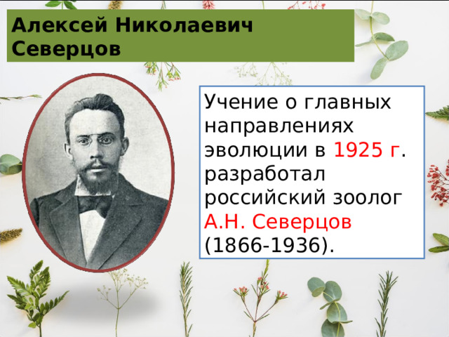 Алексей Николаевич Северцов  Учение о главных направлениях эволюции в 1925 г . разработал российский зоолог А.Н. Северцов (1866-1936). 