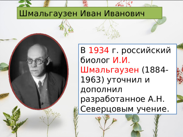 Шмальгаузен Иван Иванович В 1934 г. российский биолог И.И. Шмальгаузен (1884-1963) уточнил и дополнил разработанное А.Н. Северцовым учение. 