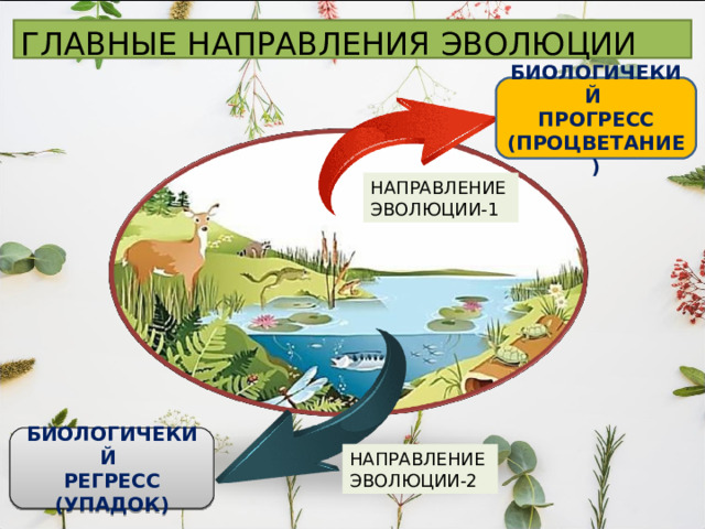 ГЛАВНЫЕ НАПРАВЛЕНИЯ ЭВОЛЮЦИИ   БИОЛОГИЧЕКИЙ ПРОГРЕСС (ПРОЦВЕТАНИЕ) НАПРАВЛЕНИЕ ЭВОЛЮЦИИ-1 БИОЛОГИЧЕКИЙ РЕГРЕСС (УПАДОК) НАПРАВЛЕНИЕ ЭВОЛЮЦИИ-2 