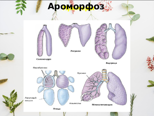 Примеры Ароморфоз   Уровень обмена веществ становится гораздо выше, чем у земноводных и пресмыкающихся, что проявляется в приобретении птицами теплокровности (гомойотермии). Температура тела птиц более не зависит от окружающей среды, они могут осваивать среды обитания с низкими температурами 