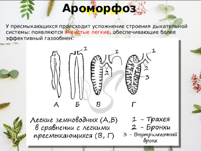Примеры Ароморфоз   