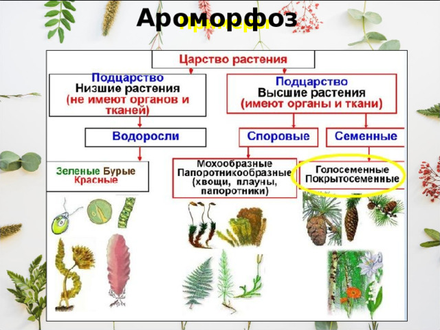 Примеры Ароморфоз   