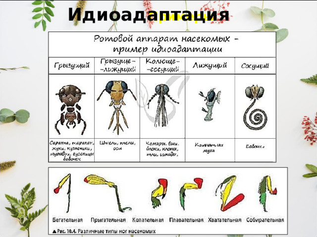 Примеры Идиоадаптация   