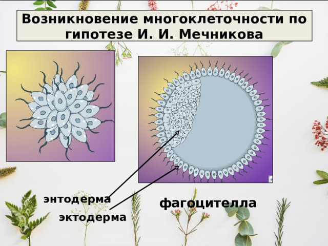 Русские ученые в начале 20 века развили гипотезу о симбиозе бесхлорофилльной клетки с клеткой сине-зеленой водоросли 