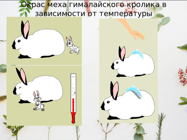 Окрас меха гималайского кролика в зависимости от температуры 