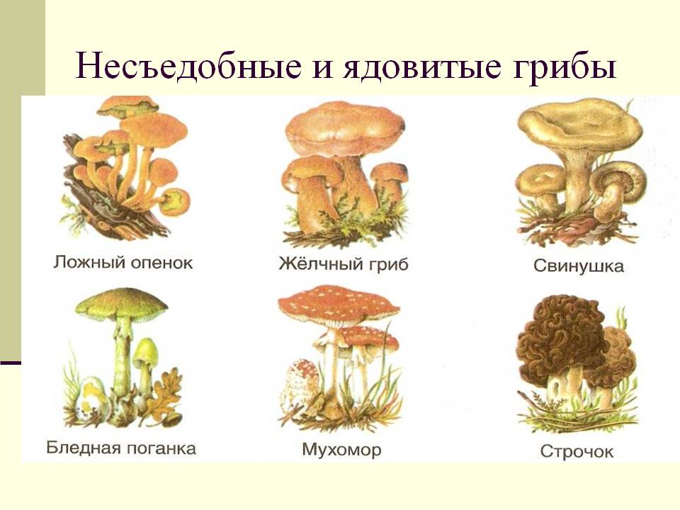 Грибы съедобные и ядовитые фото 15