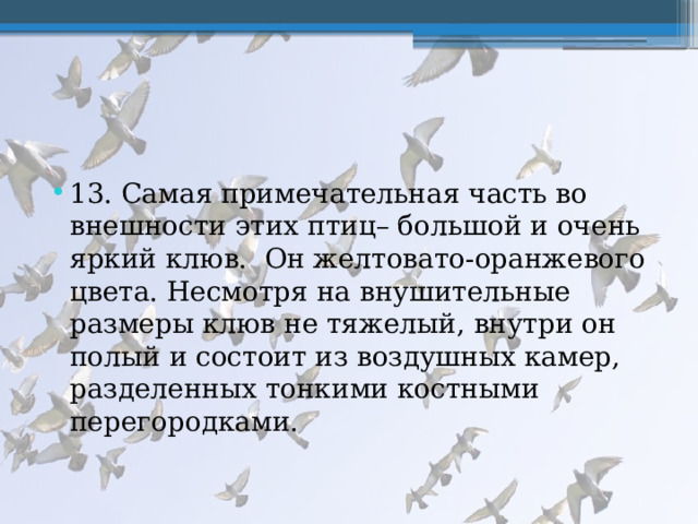 13. Самая примечательная часть во внешности этих птиц– большой и очень яркий клюв. Он желтовато-оранжевого цвета. Несмотря на внушительные размеры клюв не тяжелый, внутри он полый и состоит из воздушных камер, разделенных тонкими костными перегородками. 