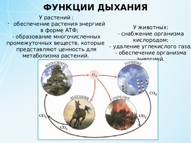 ФУНКЦИИ ДЫХАНИЯ У растений : обеспечение растения энергией в форме АТФ; - образование многочисленных промежуточных веществ, которые представляют ценность для метаболизма растений.  У животных: - снабжение организма кислородом; - удаление углекислого газа; - обеспечение организма энергией. 