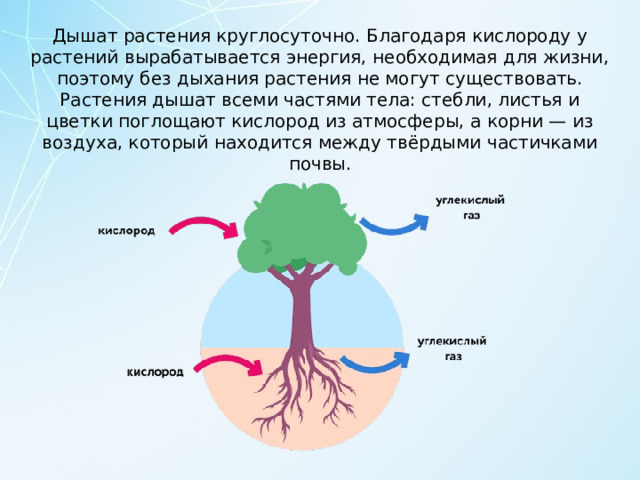 Дышат растения круглосуточно. Благодаря кислороду у растений вырабатывается энергия, необходимая для жизни, поэтому без дыхания растения не могут существовать. Растения дышат всеми частями тела: стебли, листья и цветки поглощают кислород из атмосферы, а корни — из воздуха, который находится между твёрдыми частичками почвы. 