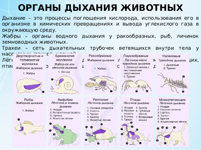 ОРГАНЫ ДЫХАНИЯ ЖИВОТНЫХ Дыхание – это процессы поглощения кислорода, использования его в организме в химических превращениях и вывода углекислого газа в окружающую среду. Жабры – органы водного дыхания у ракообразных, рыб, личинок земноводных животных. Трахеи – сеть дыхательных трубочек ветвящихся внутри тела у насекомых, пауков, клещей. Лёгкие – органы воздушного дыхания у человека, всех млекопитающих, птиц, пресмыкающихся, большинства взрослых земноводных. 