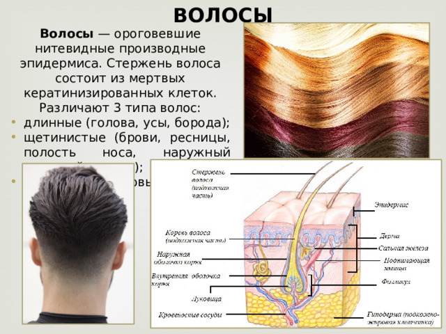 ВОЛОСЫ Волосы  — ороговевшие нитевидные производные эпидермиса. Стержень волоса состоит из мертвых кератинизированных клеток. Различают 3 типа волос: длинные (голова, усы, борода); щетинистые (брови, ресницы, полость носа, наружный слуховой проход); пушковые (покровы тела). 