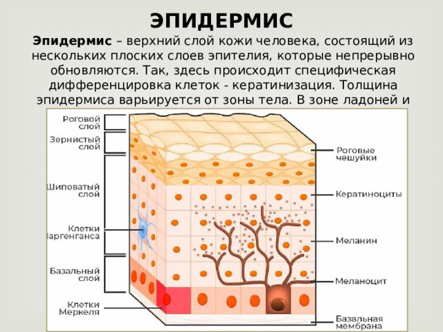 ЭПИДЕРМИС Эпидермис  – верхний слой кожи человека, состоящий из нескольких плоских слоев эпителия, которые непрерывно обновляются. Так, здесь происходит специфическая дифференцировка клеток - кератинизация. Толщина эпидермиса варьируется от зоны тела. В зоне ладоней и подошв ног эпидермис наиболее толстый. 