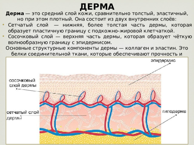 ДЕРМА Дерма — это средний слой кожи, сравнительно толстый, эластичный, но при этом плотный. Она состоит из двух внутренних слоёв: Сетчатый слой  — нижняя, более толстая часть дермы, которая образует пластичную границу с подкожно-жировой клетчаткой. Сосочковый слой — верхняя часть дермы, которая образует чёткую волнообразную границу с эпидермисом. Основные структурные компоненты дермы — коллаген и эластин. Это белки соединительной ткани, которые обеспечивают прочность и эластичность. 