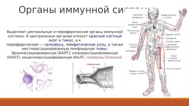 Органы иммунной системы   Выделяют центральные и периферические органы иммунной системы. К центральным органам относят  красный костный мозг  и  тимус , а к периферическим —  селезёнку ,  лимфатические узлы , а также местноассоциированную лимфоидную  ткань : бронхассоциированную (БАЛТ), кожноассоциированную (КАЛТ), кишечноассоциированную (КиЛТ,  пейеровы бляшки ). 