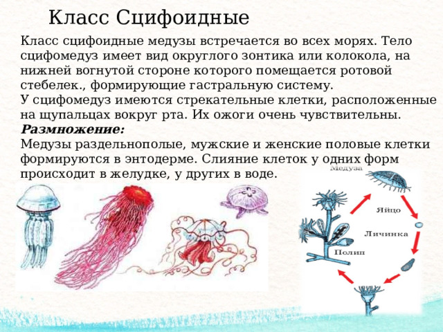 Класс Сцифоидные Класс сцифоидные медузы встречается во всех морях. Тело сцифомедуз имеет вид округлого зонтика или колокола, на нижней вогнутой стороне которого помещается ротовой стебелек., формирующие гастральную систему. У сцифомедуз имеются стрекательные клетки, расположенные на щупальцах вокруг рта. Их ожоги очень чувствительны. Размножение: Медузы раздельнополые, мужские и женские половые клетки формируются в энтодерме. Слияние клеток у одних форм происходит в желудке, у других в воде. 