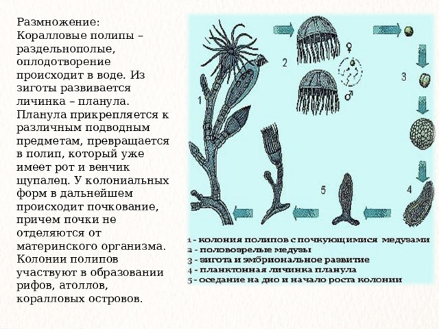 Размножение: Коралловые полипы – раздельнополые, оплодотворение происходит в воде. Из зиготы развивается личинка – планула. Планула прикрепляется к различным подводным предметам, превращается в полип, который уже имеет рот и венчик щупалец. У колониальных форм в дальнейшем происходит почкование, причем почки не отделяются от материнского организма. Колонии полипов участвуют в образовании рифов, атоллов, коралловых островов. 