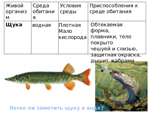 Живой организм Щука Среда обитания Условия среды Приспособления к среде обитания Обтекаемая форма, плавники, тело покрыто чешуей и слизью, защитная окраска, дышит жабрами водная Плотная Мало кислорода Легко ли заметить щуку в воде? 