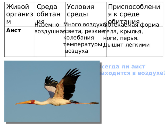 Живой организм Аист  Среда обитания Условия среды Приспособления к среде обитания Много воздуха,  света, резкие колебания температуры  воздуха Обтекаемая форма Наземно- тела, крылья, воздушная ноги, перья. Дышит легкими Всегда ли аист находится в воздухе? 