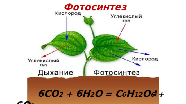 Фотосинтез  6CO 2 + 6H 2 O = C 6 H 12 O 6 + 6O 2 
