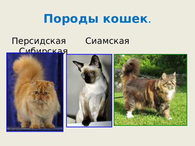 Породы кошек . Персидская Сиамская Сибирская 