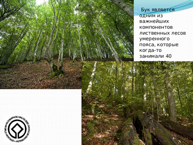  Бук является одним из важнейших компонентов лиственных лесов умеренного пояса, которые когда-то занимали 40 процентов территории Европы. 