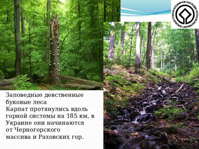 Заповедные девственные буковые леса Карпат  протянулись вдоль горной системы на 185 км, в Украине они начинаются от Черногорского массива и Раховских гор. 