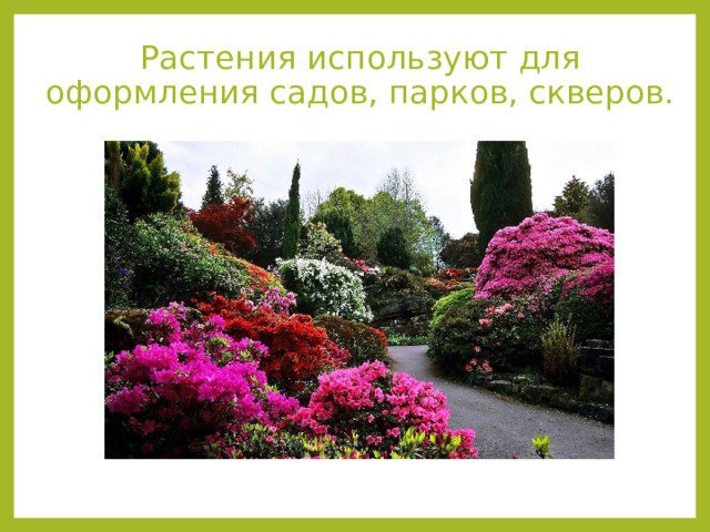 Растения используют для оформления садов, парков, скверов. 