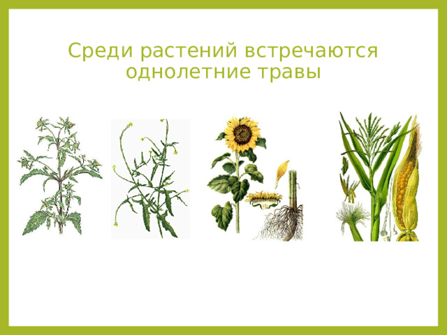 Среди растений встречаются однолетние травы 