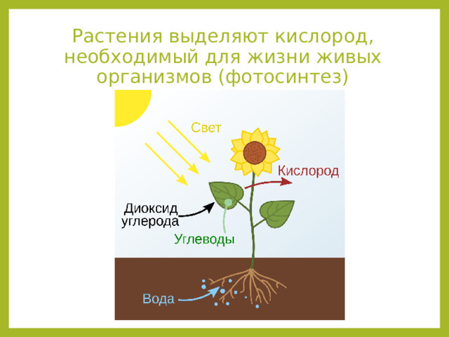 Растения выделяют кислород, необходимый для жизни живых организмов (фотосинтез) 