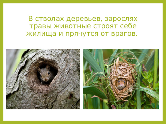 В стволах деревьев, зарослях травы животные строят себе жилища и прячутся от врагов. 
