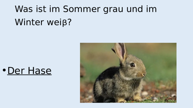 Der Hase  Was ist im Sommer grau und im Winter wei ᵦ ? 