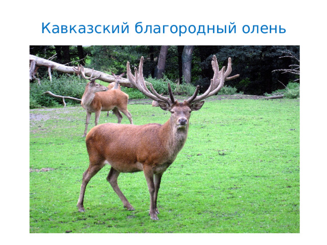 Кавказский благородный олень 