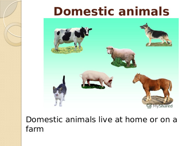 Domestic animals Domestic animals live at home or on a farm 
