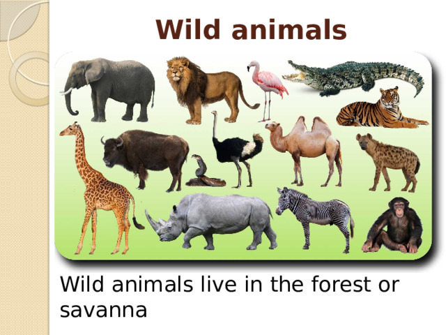 Wild animals Wild animals live in the forest or savanna 