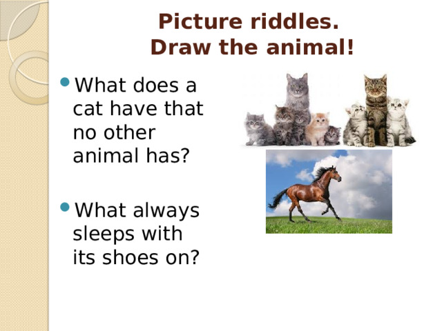 Picture riddles.  Draw the animal! What does a cat have that no other animal has? What always sleeps with its shoes on? 