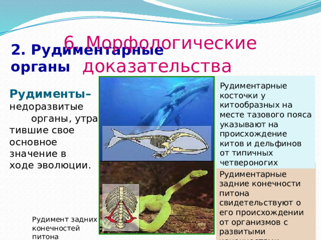 6. Морфологические доказательства  2. Рудиментарные органы Рудиментарные косточки у китообразных на месте тазового пояса указывают на происхождение китов и дельфинов от типичных четвероногих Рудименты– недоразвитые органы, утра-тившие свое основное значение в ходе эволюции. Рудиментарные задние конечности питона свидетельствуют о его происхождении от организмов с развитыми конечностями. Рудимент задних конечностей питона  