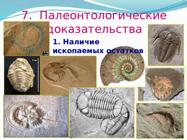 7. Палеонтологические доказательства 1. Наличие ископаемых остатков  