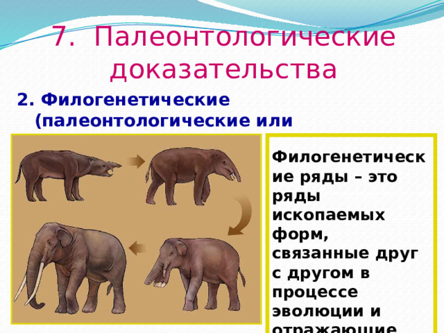 7. Палеонтологические доказательства 2.  Филогенетические (палеонтологические или эволюционные) ряды  Филогенетические ряды – это ряды ископаемых форм, связанные друг с другом в процессе эволюции и отражающие ход филогенеза  